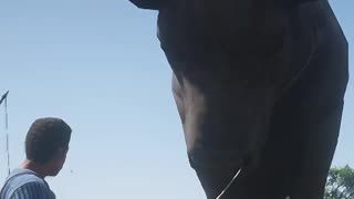Giant cow in Red Dead Redemption 2