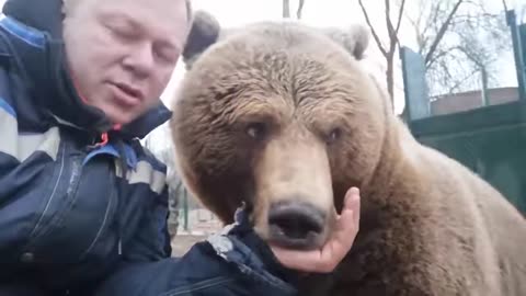 Russian bear missed its owner