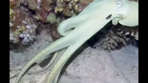 Nocturnal Octopus Displays Incognito Skills