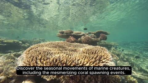 Wonders Below the Waves: Exploring the Great Barrier Reef"