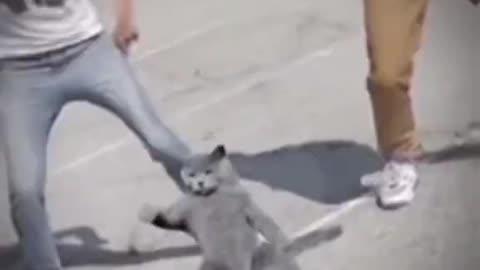Funny cat dance video