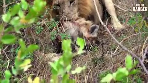 Lions Catch Young Hyena.