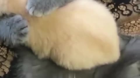 Cute cat video. Must watch!