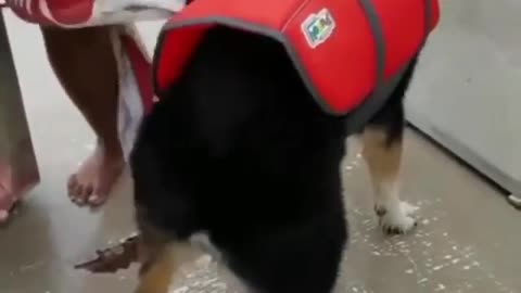 Funniest dog dance in the boat