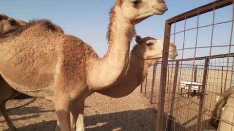 camels of uae beautiful