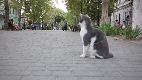 Cat standing on the road looking back and forth funny moments