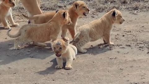 Adorable lion cub