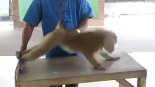 Monkey can push-up than human