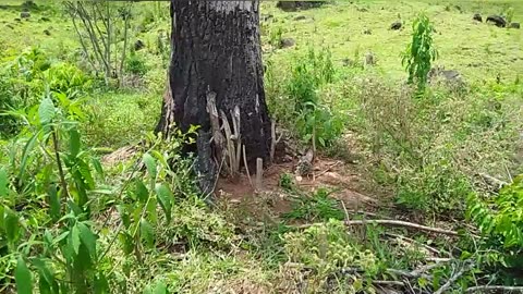 SOS Amazon and Brazilian native tree Árvore Majestosa