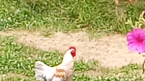 Rusty The Rooster 🐓 His Last Days