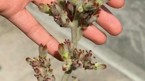 some succulents flowering