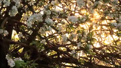 BLOOMING_FLOWERS_-_TIME_LAPSE_-_Watch_Flowers_Bloom_Before_Your_Eyes(360p)