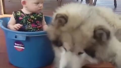 Two puppies are guarding the child and look loyal