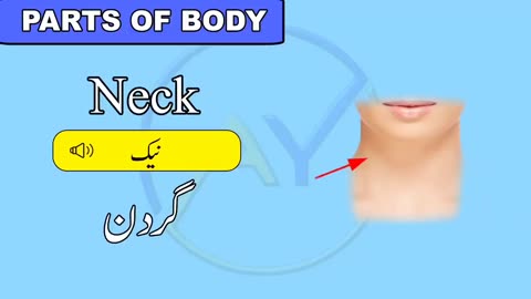 Parts Of Body Name # Learn Body Parts Name # Name of Parts Of Body