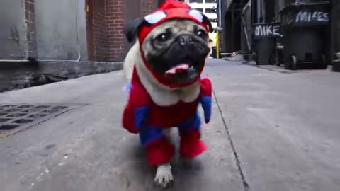 SPIDER-PUG -Doug the pug