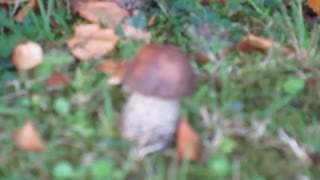 Birch Boletes wild mushrooms