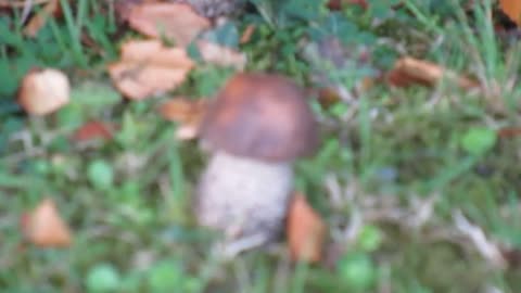Birch Boletes wild mushrooms