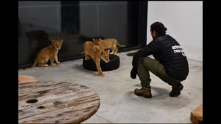 Lion cubs rescued from the war in Ukraine arrive at US Wildlife Sanctuary