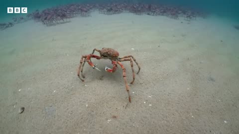 The incredible unity of the spider crab | Spy in the Ocean - BBC