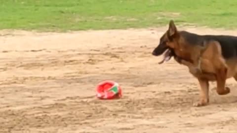 Dog Training Tips | German Shepherd Commands Training Practice #rumbleviral