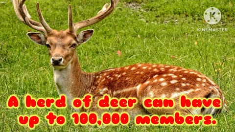 Interesting Deer Facts That Are Identical to Long and Branched