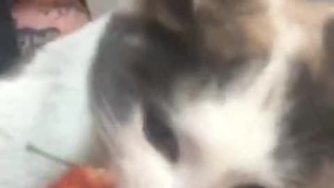 Kitty Goes Berserk for Pizza