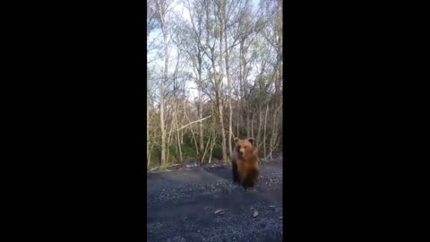 Kind people fed a wild bear in the forest