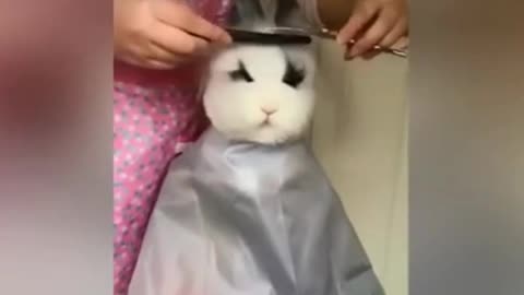 The hostess gives a haircut to the rabbit