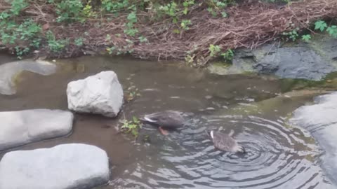 A couple of white-cheeked ducks who came to play in a mountain valley