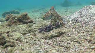 Octopus changes color - HD video - Part 1