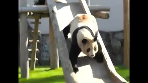 Funny drunk panda