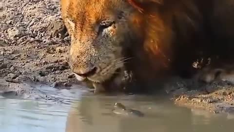 Lion Gets Interrupted Drinking Water By A Small Turtle