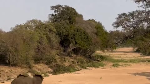 Elephant attacking lion viral video