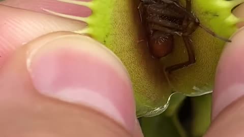 Inside the Stomach of a Venus Flytrap