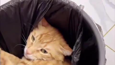 Most funny video cat