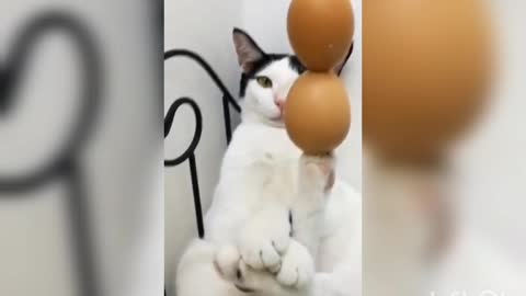 Cat's playing with eggs