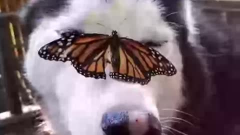Dog with a Buttlerfly on its Head