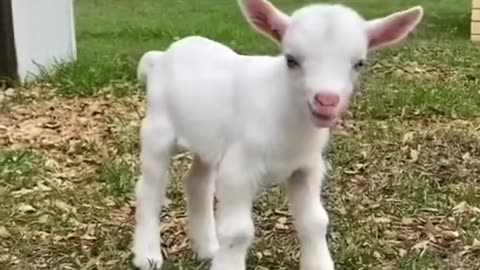 cute goat videos