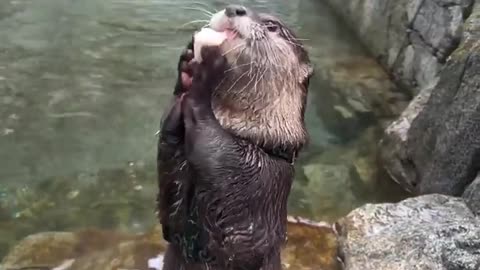 Otters Eating Scallops with Gusto