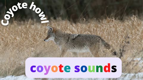 Coyote sounds Coyote howl relaxing coyote sounds