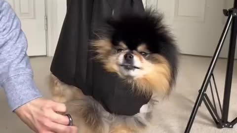 dog cleaning hair