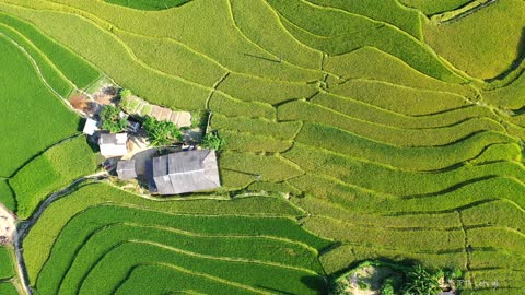 Ruộng bậc thang Bản Phùng, Hoàng Su Phì, Việt Nam