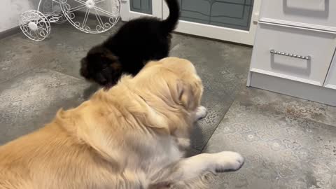 Golden Retriever Attacked by German Shepherd Puppy