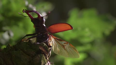 Unique video. Beetle deer that can fly