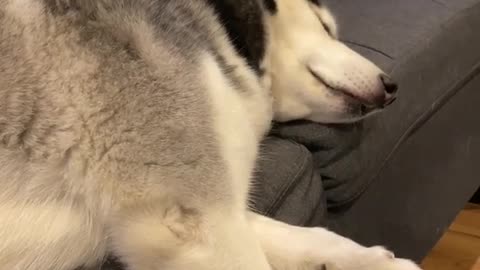 Husky's Reaction To Owner Being Scared!!!