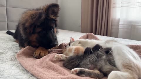 German shepherd puppy meets mom cat with new born kittens for the first time