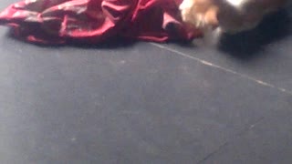 Kittens playing together