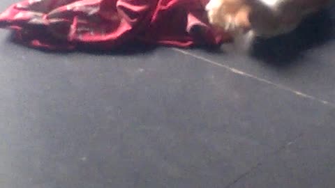 Kittens playing together