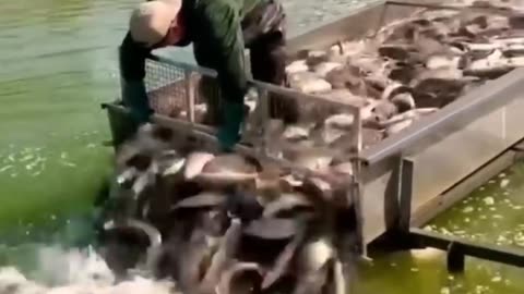 catfish farming