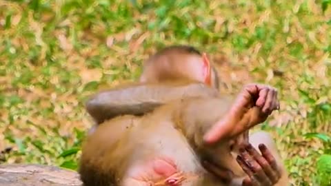 Adorable little monkey play with brother 🤩🤩